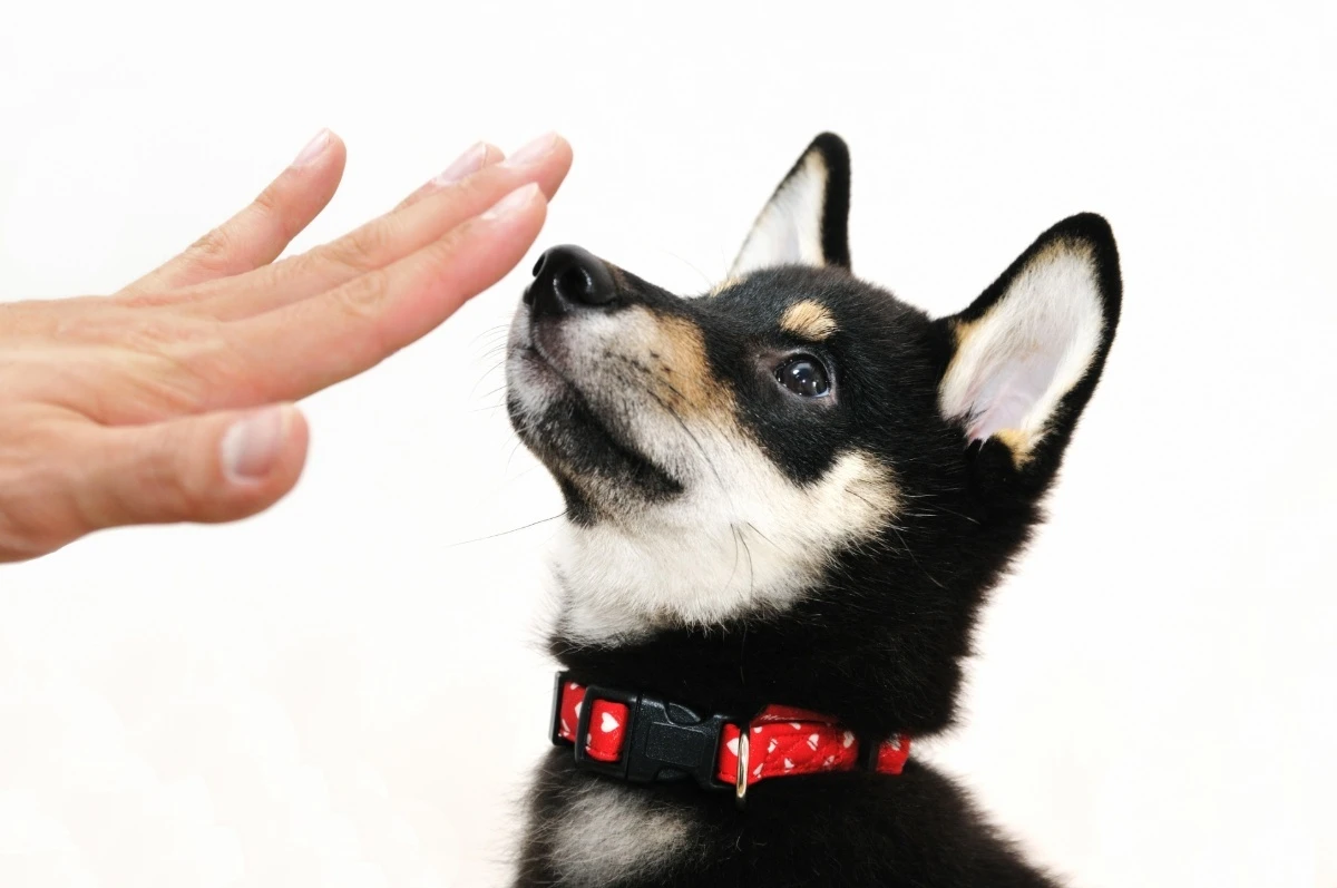 犬