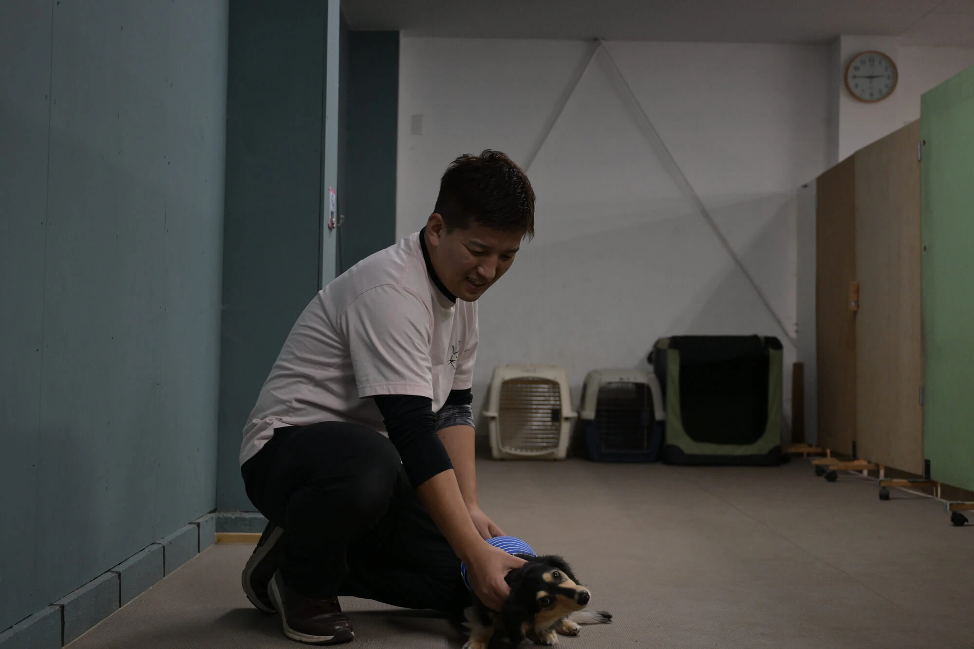 犬