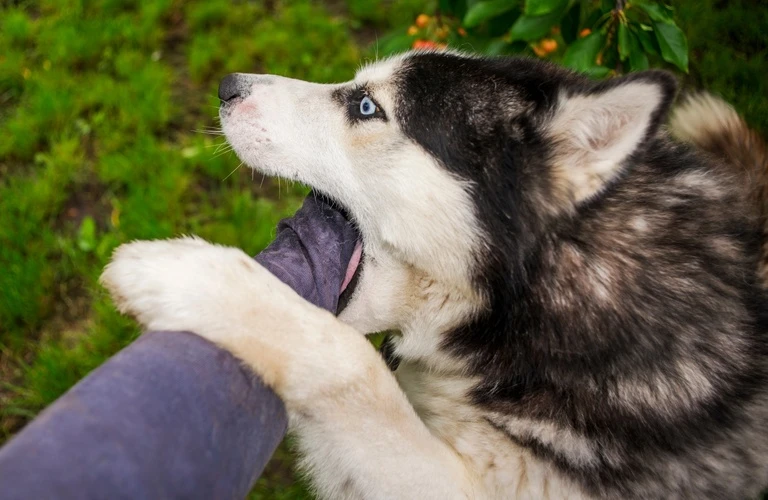 噛む等の問題行動 | 犬のしつけならワンダフルパートナー