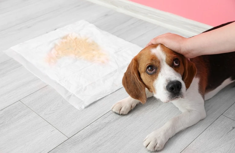 トイレのトレーニング | 犬のしつけならワンダフルパートナー
