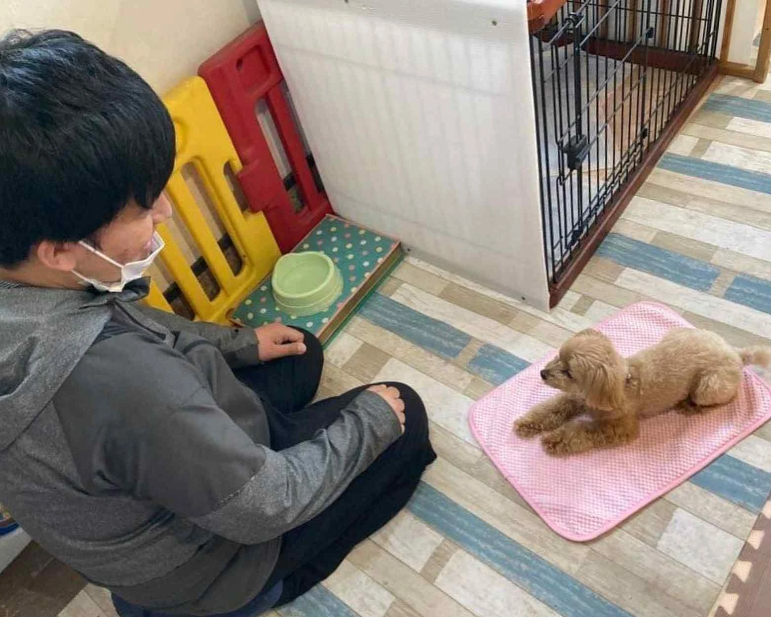 犬