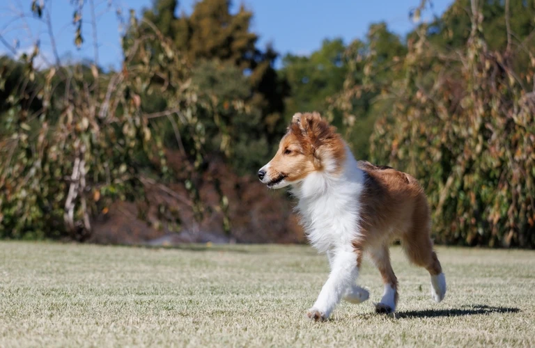 オンラインで柔軟な対応 | 犬のしつけならワンダフルパートナー