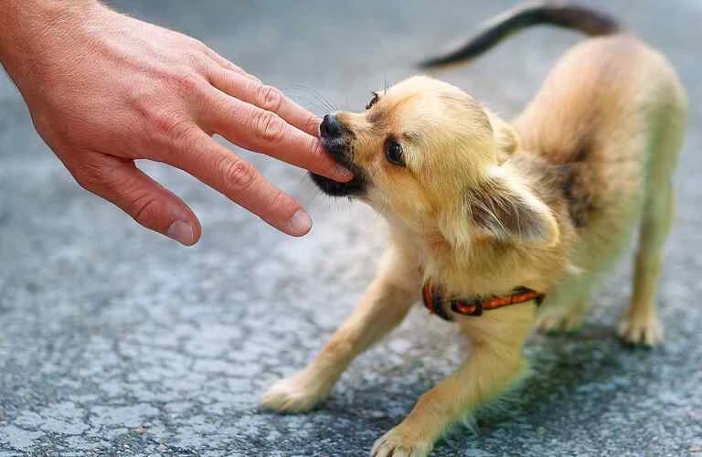 噛む等の問題行動に対応 | 犬のしつけならワンダフルパートナー