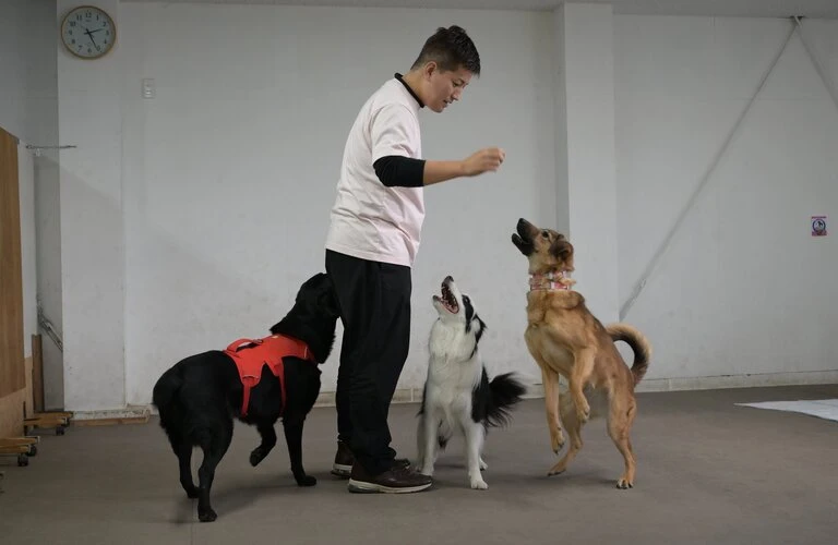 吠えるなどのお悩みを改善 | 犬のしつけならワンダフルパートナー