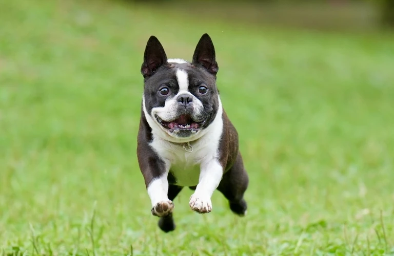トイレのトレーニングも支援 | 犬のしつけならワンダフルパートナー