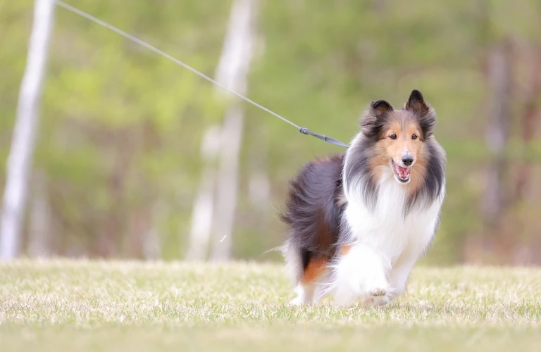 オンラインでお悩みを受付 | 犬のしつけならワンダフルパートナー