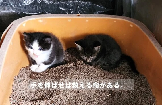 里親さんを待っている猫ちゃん達