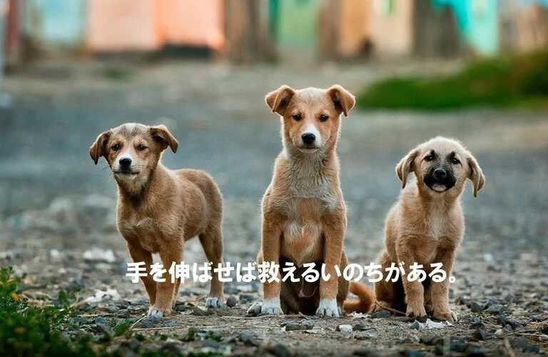 里親さんを待っている犬ちゃん達
