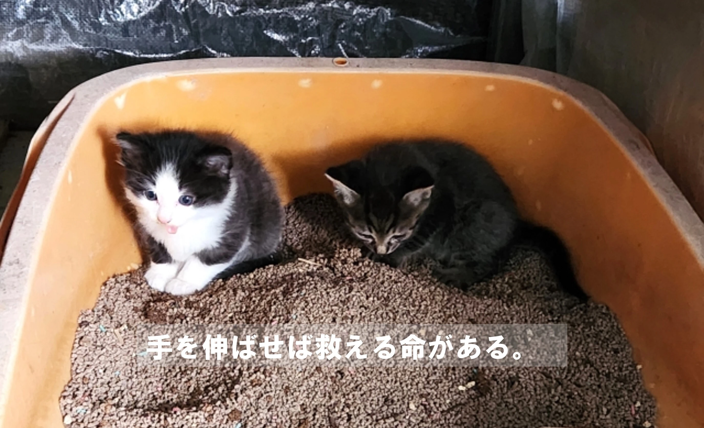 公認会計士23